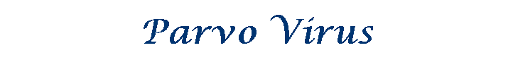 Parvo Virus