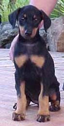 Ella @ 7 weeks - circa 2000