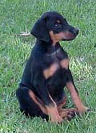 Sinny - circa 1999