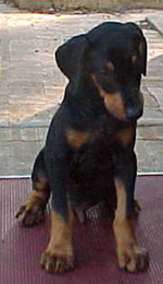 A healthy well bred Dobermann pup who is now nearly 5 years old.